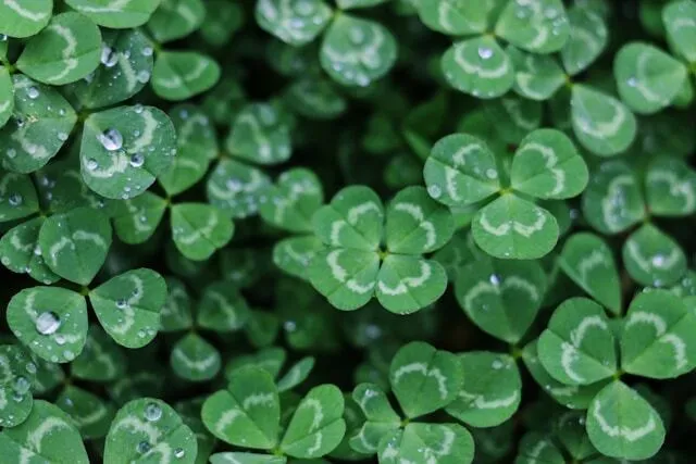 5 Lucky St. Patrick’s Day Marketing Ideas